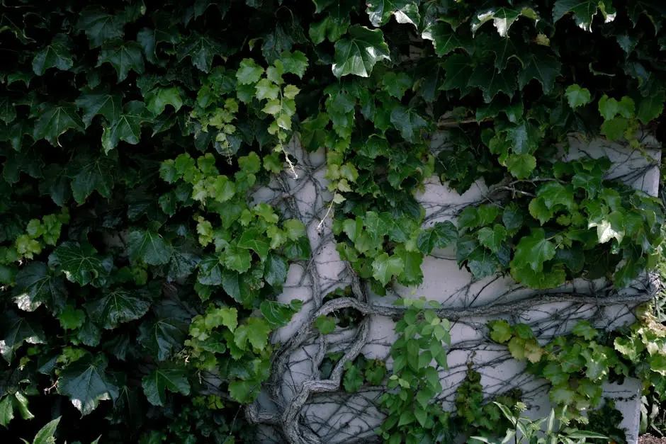 Close-up of green ivy leaves and vines growing on a sunlit wall.