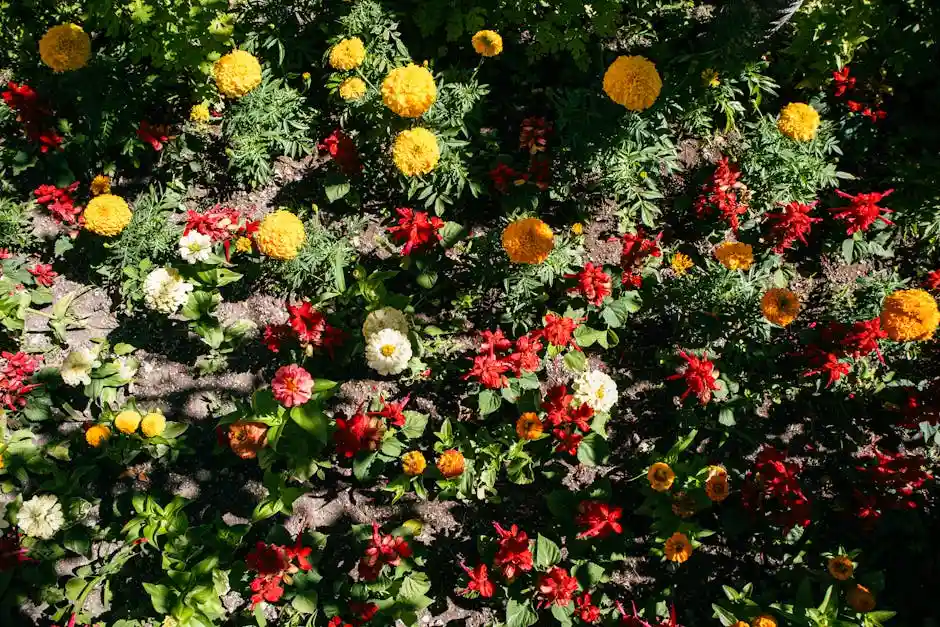 Vivid blossoms in a garden with marigolds and dahlias in Elazığ.