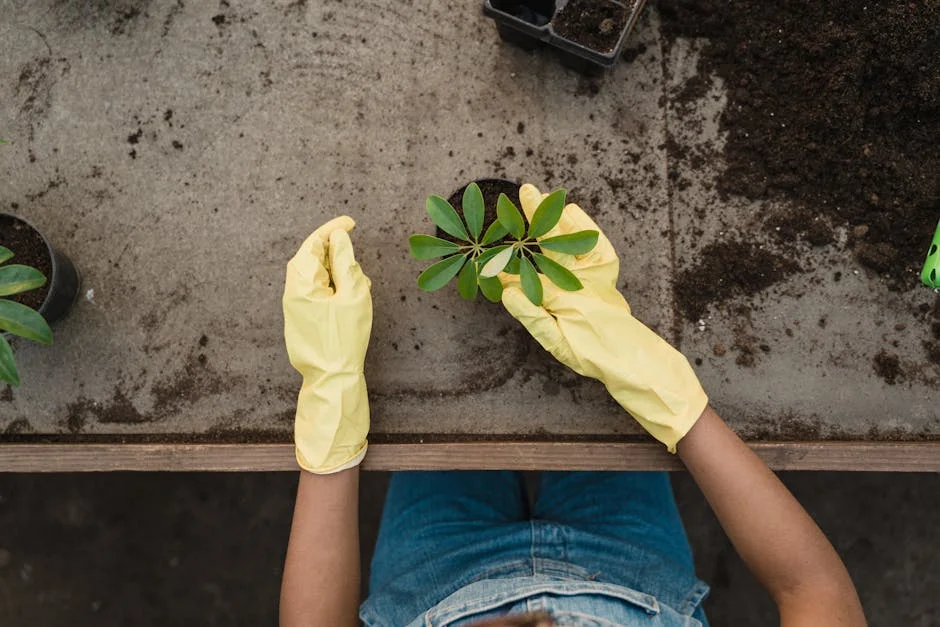 Top-down view of a person gardening, wearing yellow gloves and tending to green plants.