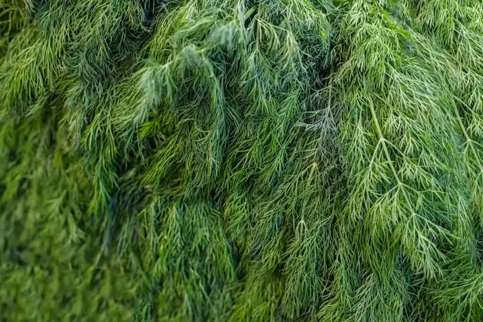 A detailed view of lush green dill leaves, showcasing texture and vibrancy. Ideal for culinary and botanical themes.