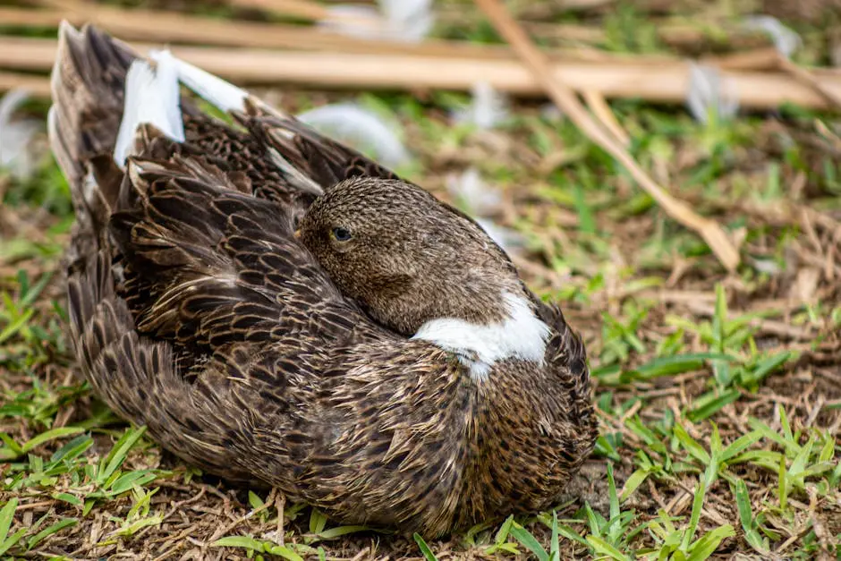 A peaceful brown duck resting on green grass, surrounded by nature.