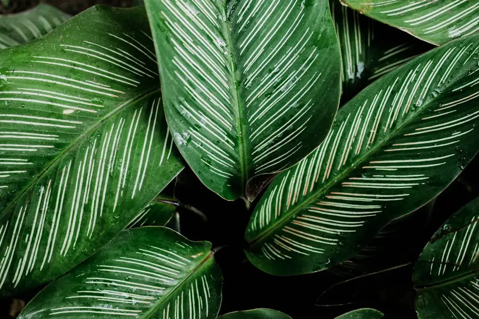 Detailed view of striped Calathea leaves with dew droplets, showcasing natural patterns and textures.