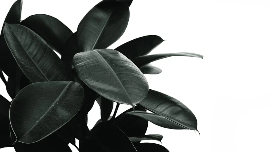 Black and white close-up of rubber plant leaves showcasing texture and pattern.