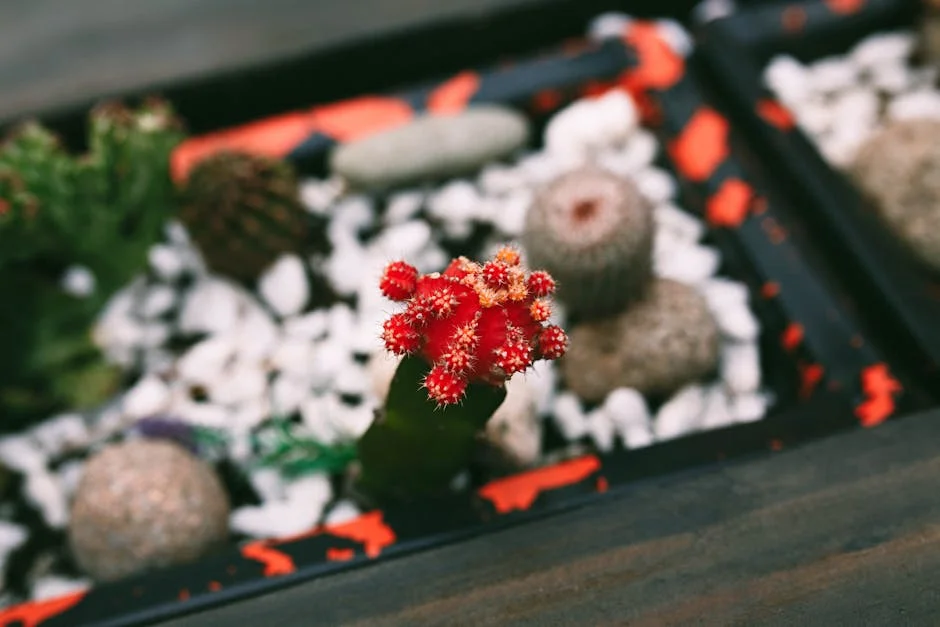 A vibrant red cactus in a decorative tray with stones, showcasing a unique desert plant arrangement.