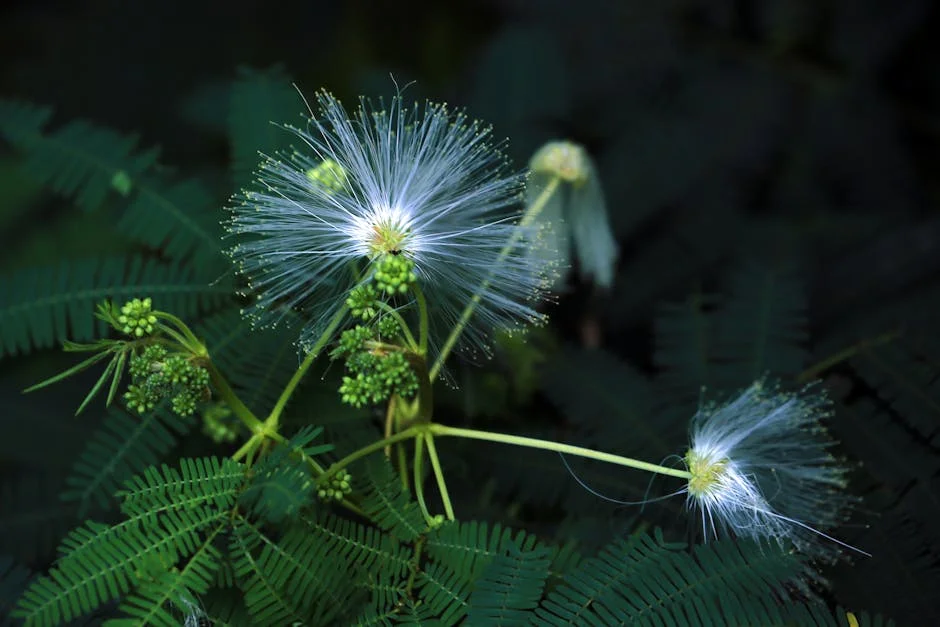Stunning close-up of Albizia flower showcasing delicate filaments and lush green foliage.