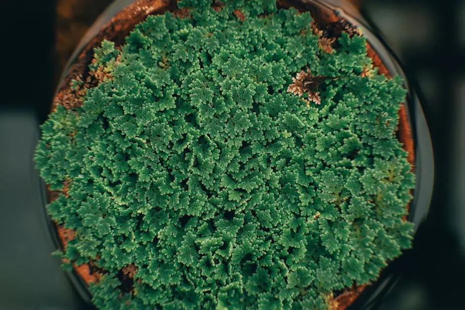 Close-up top view of a vibrant green plant in a pot, showcasing lush foliage.