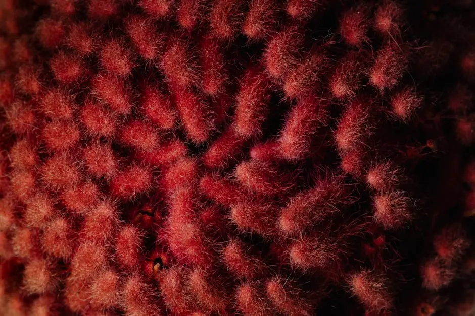 Close-up view of fuzzy red Banksia coccinea displaying intricate floral textures.