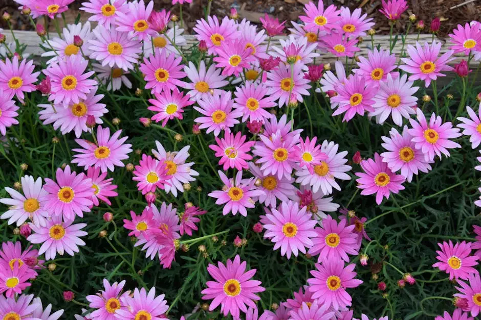A beautiful display of blooming pink marguerite daisies captured in a natural garden setting.
