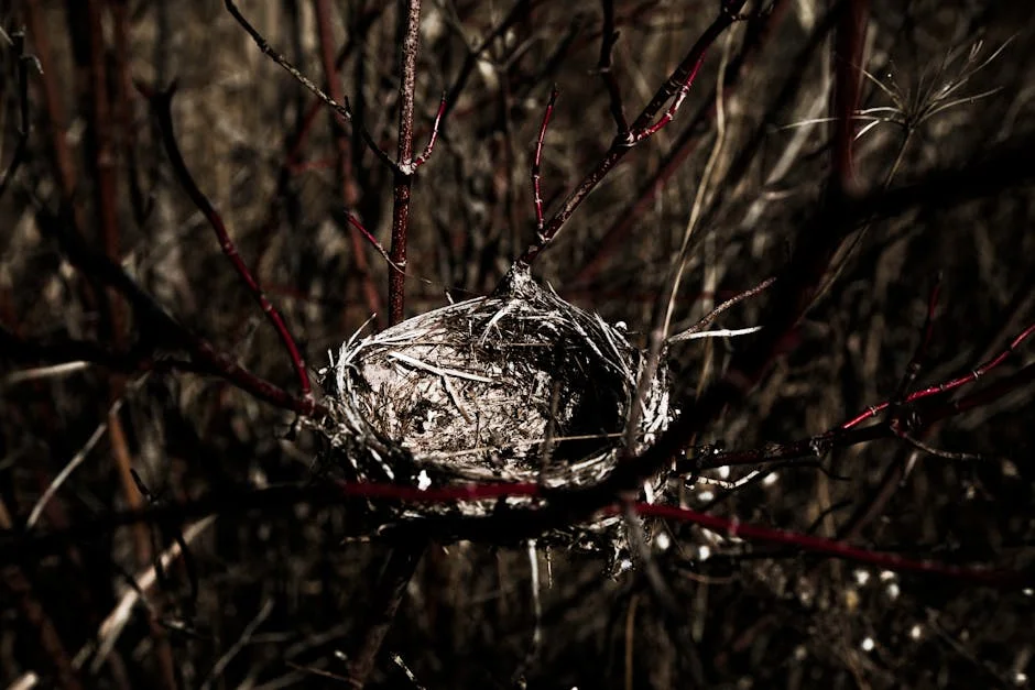 A detailed close-up of an empty bird nest nestled among tree branches, ideal for nature-themed projects.