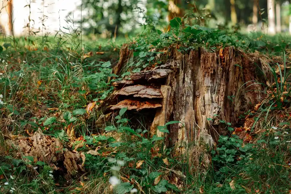 Detailed view of a weathered tree stump surrounded by green foliage in a forest clearing, showcasing natural textures.