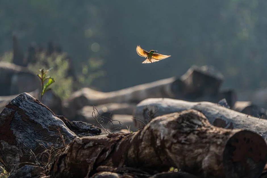 A bee-eater bird elegantly flying above logs in a sunlit forest scene.