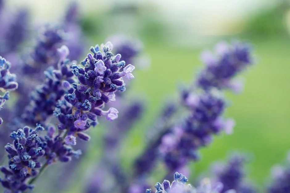 Stunning close-up of vibrant lavender blooms, emphasizing their color and texture in a natural, outdoor setting.