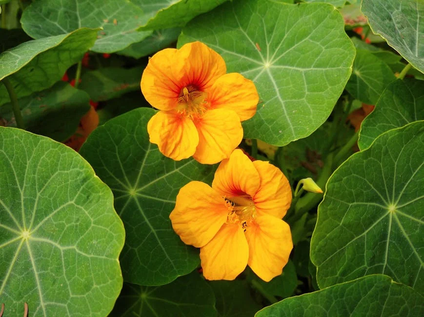 Vivid close-up of orange nasturtium flowers with rich green leaves, showcasing natural beauty and vibrant garden life.