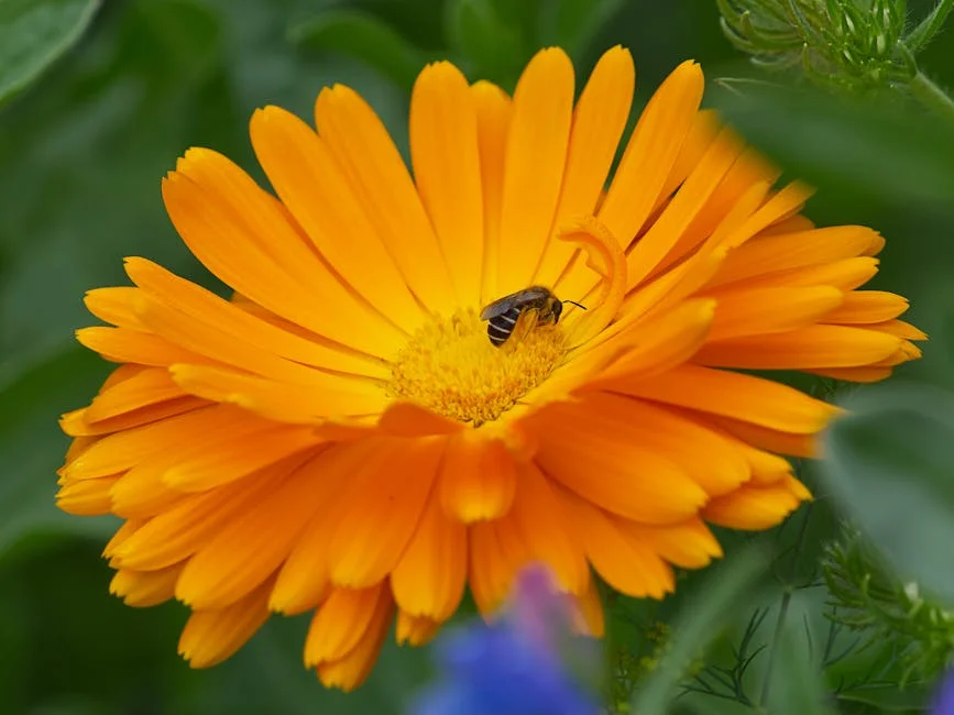 Free stock photo of banded, beautiful, bee