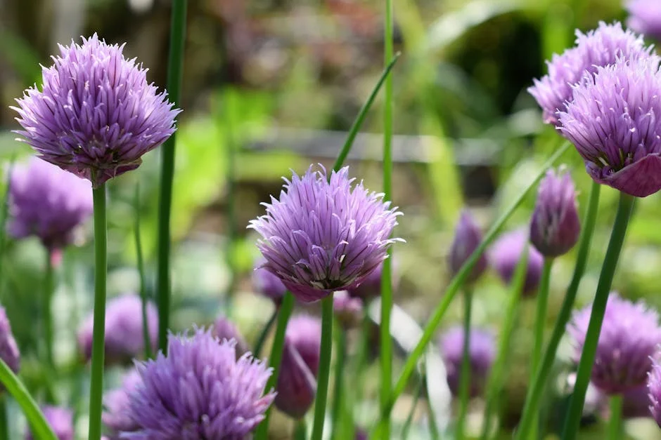 Close-up of blossoming purple chive flowers in a lush garden setting during summer.