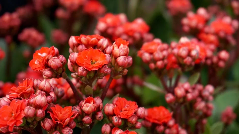 A vivid display of blooming red flowers in an outdoor garden setting.