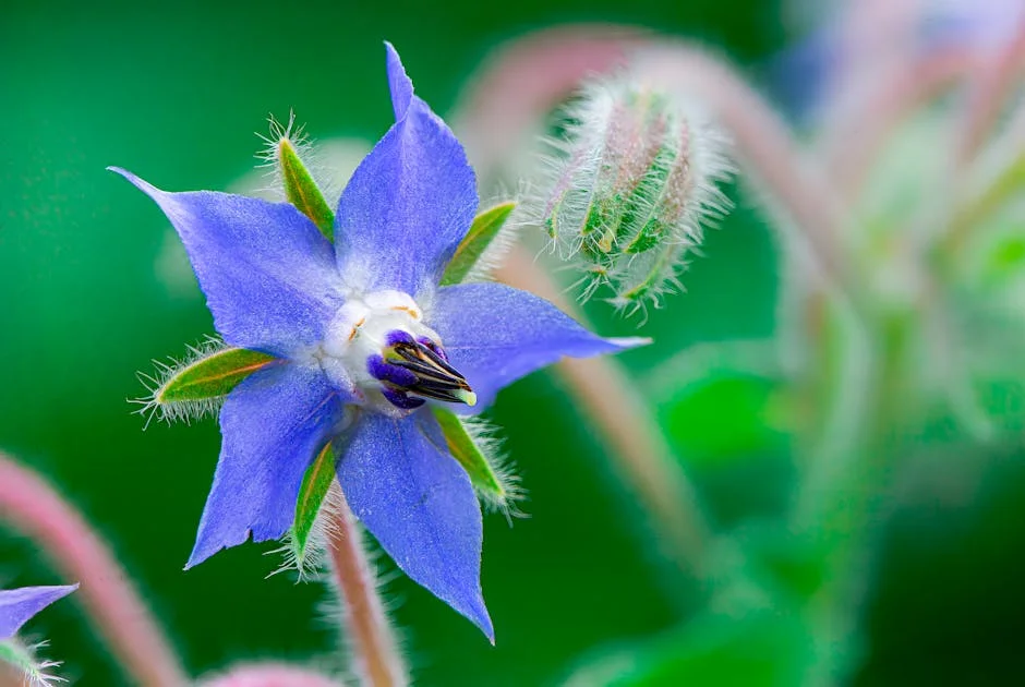 A detailed close-up of a vibrant blue borage flower with fuzzy stems.