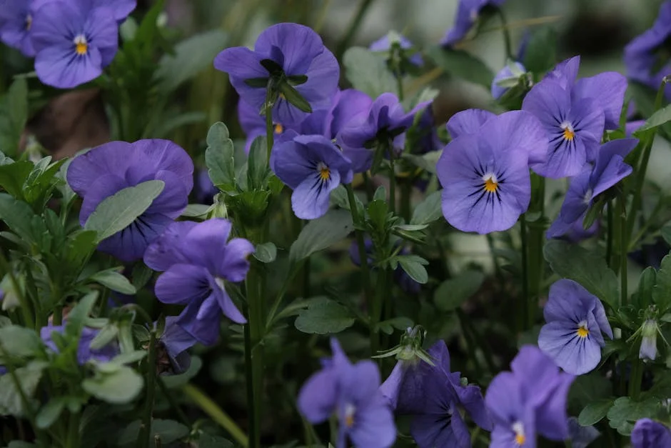 Close-up of vibrant purple pansies in a lush garden setting.