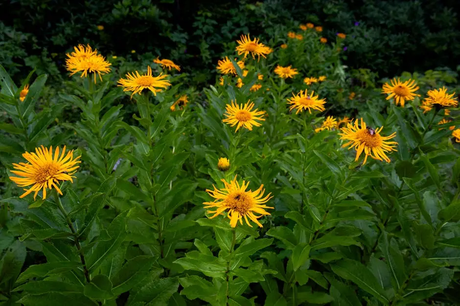 Vibrant yellow Inula flowers bloom in a lush garden in Rize, Türkiye, showcasing summer beauty.