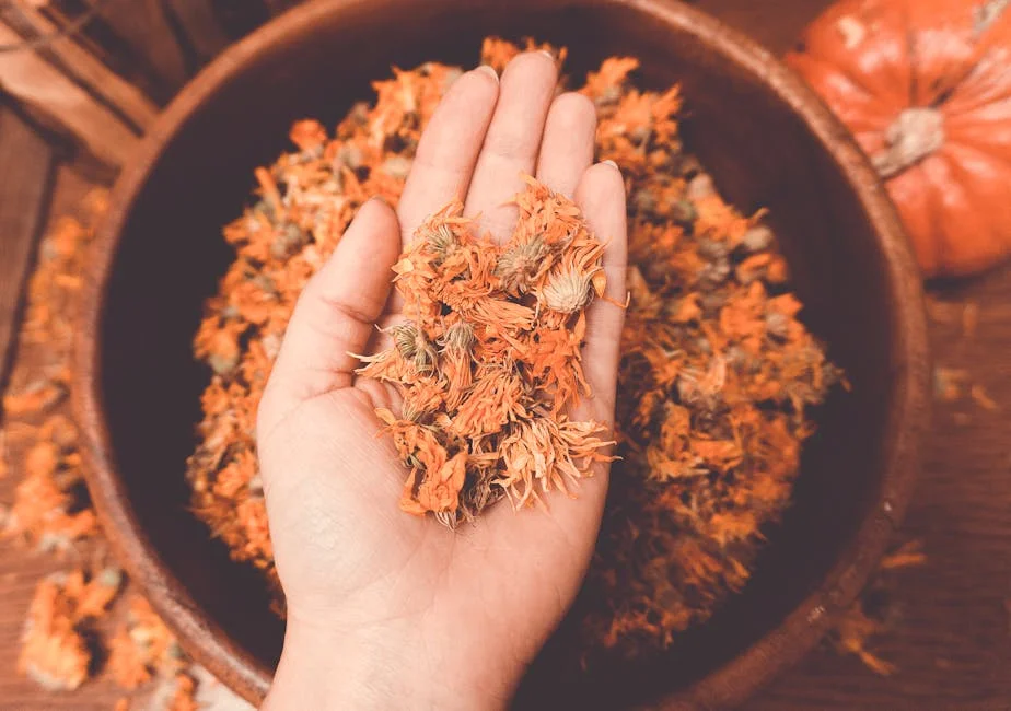 A close-up of a hand holding dried calendula flowers in a rustic wooden bowl, perfect for herbal remedies.