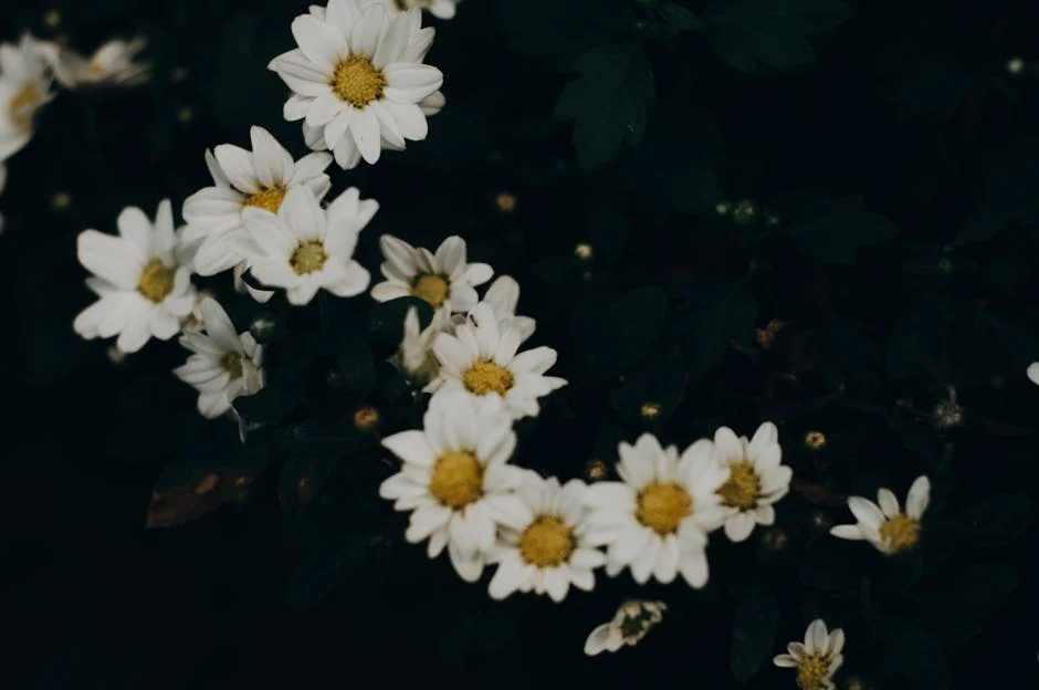 Close-up view of white chamomile flowers with dark foliage in the background.