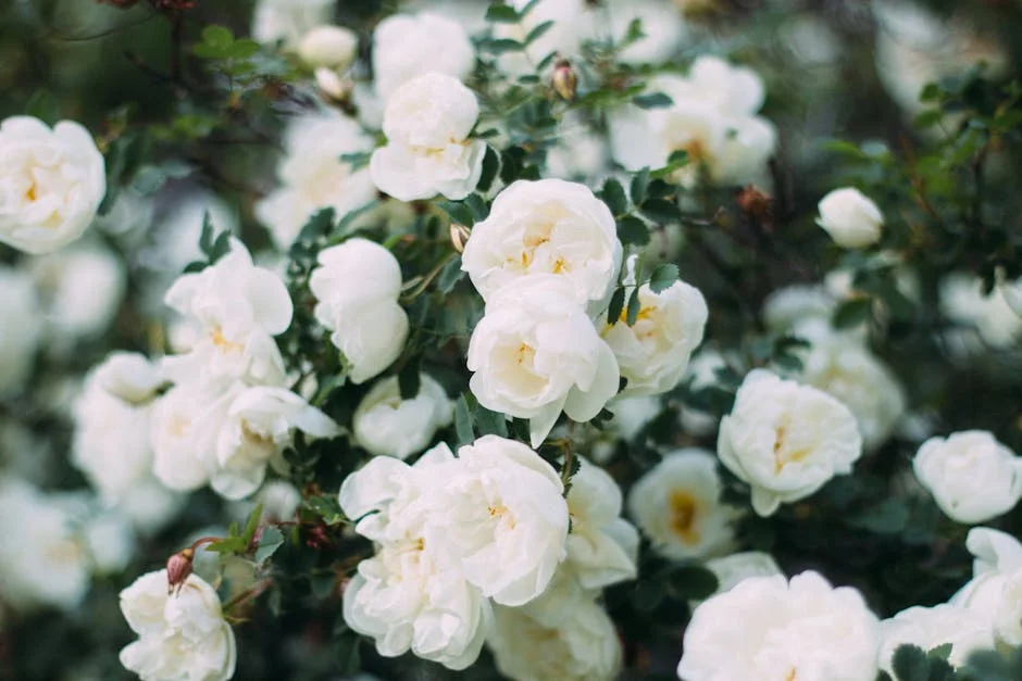 Stunning cluster of white roses in full bloom, perfect for botanical beauty.