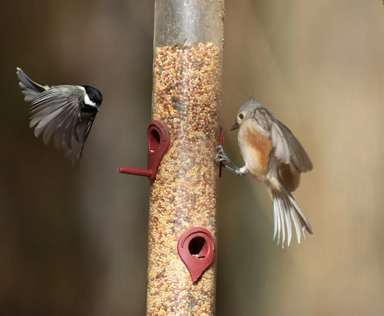 Chickadee and titmouse interacting at a seed-filled bird feeder, captured outdoors.