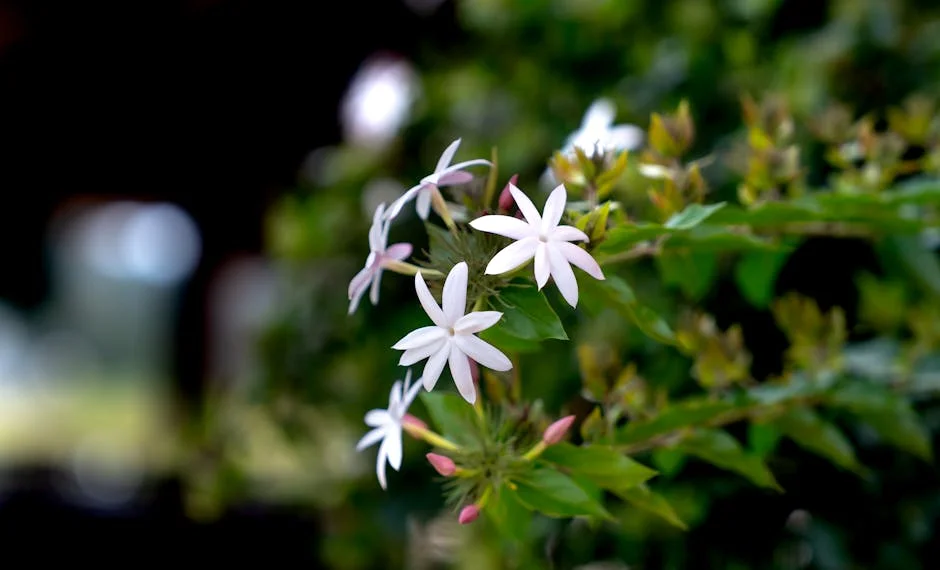 Delicate white jasmine flowers in full bloom against a lush green background, captured in a close-up outdoor setting.