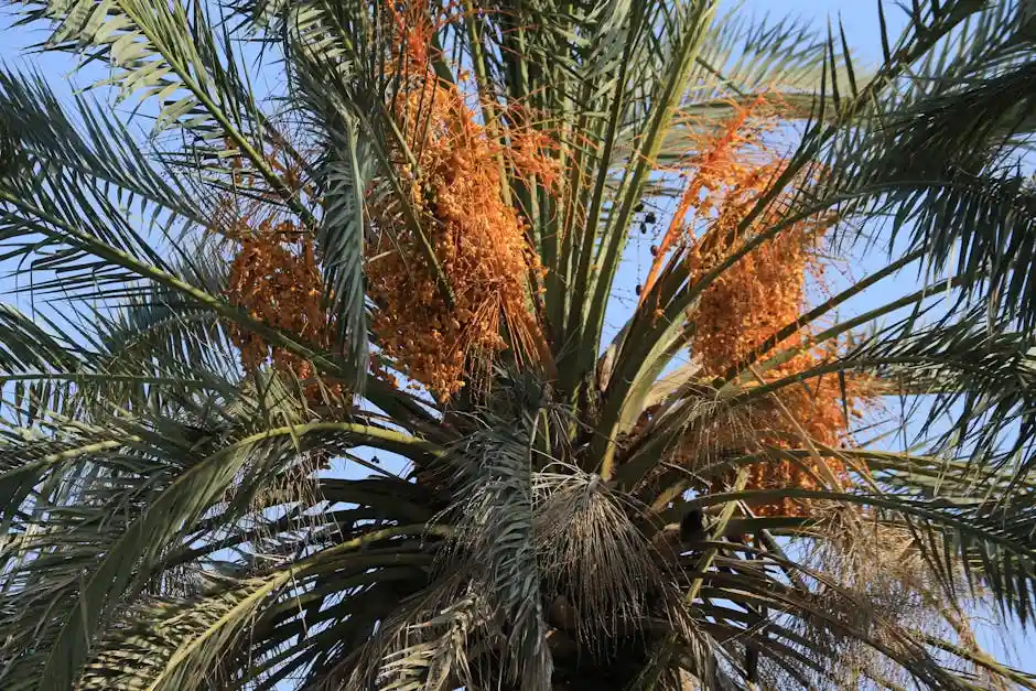 A vibrant palm tree adorned with ripe date clusters against a clear blue sky.