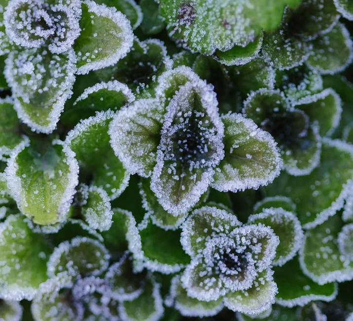 Close-up of green leaves covered in frost, showcasing winter beauty and natural patterns.