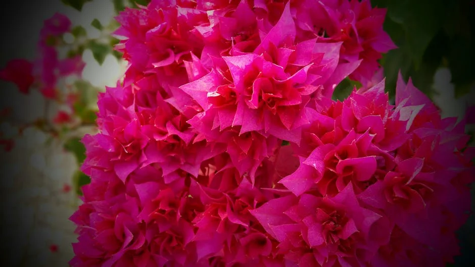 Close-up of vibrant red bougainvillea flowers in bloom, capturing their intricate beauty.