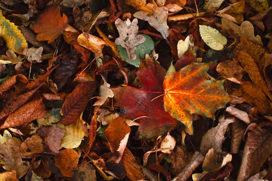 A vibrant collection of autumn leaves showcasing diverse colors and textures.