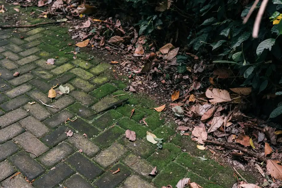 Close-up of a mossy pavement with scattered autumn leaves, illustrating the fall season.