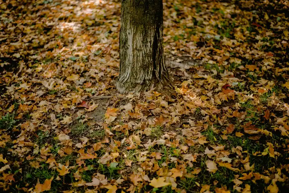 A close-up view of autumn leaves scattered around a tree trunk.