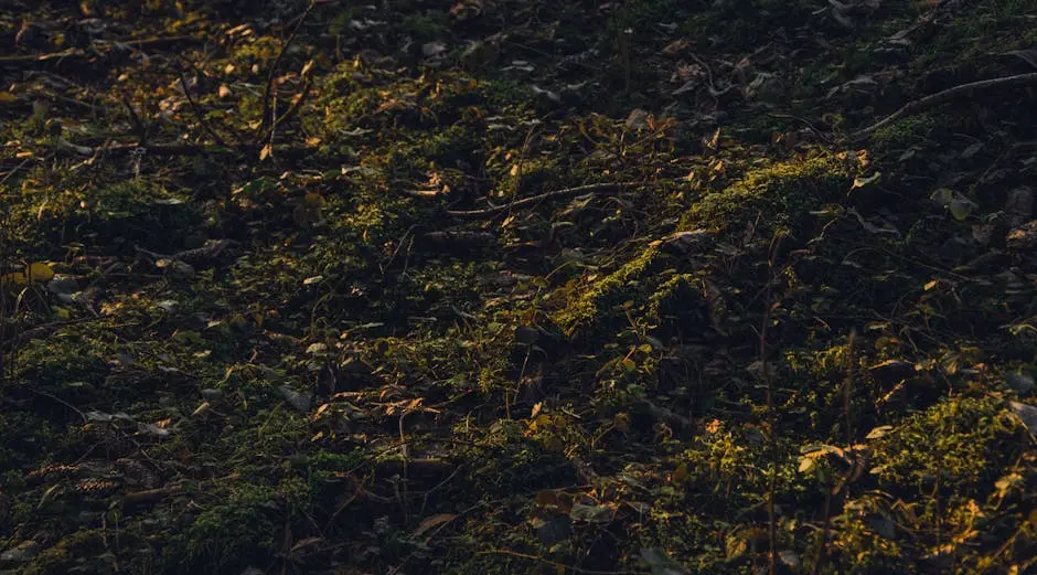 Close-up of a forest floor with moss and fallen leaves in shadowy, natural light.