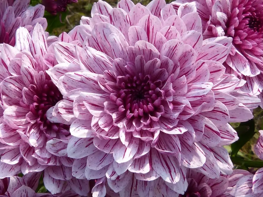 Close-up of vibrant purple chrysanthemums showcasing their stunning bloom in a garden setting.