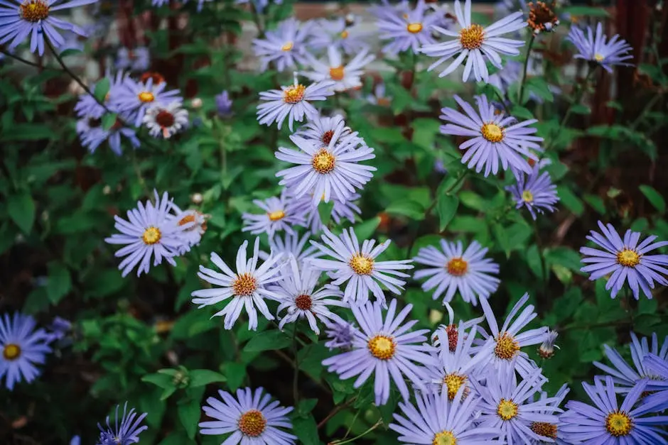 Close-up of vibrant purple asters blooming amidst lush green leaves in a fall garden setting.