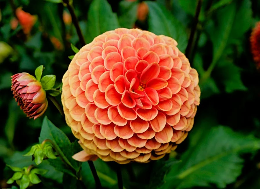 Vibrant close-up of an orange dahlia flower blooming in a lush garden.
