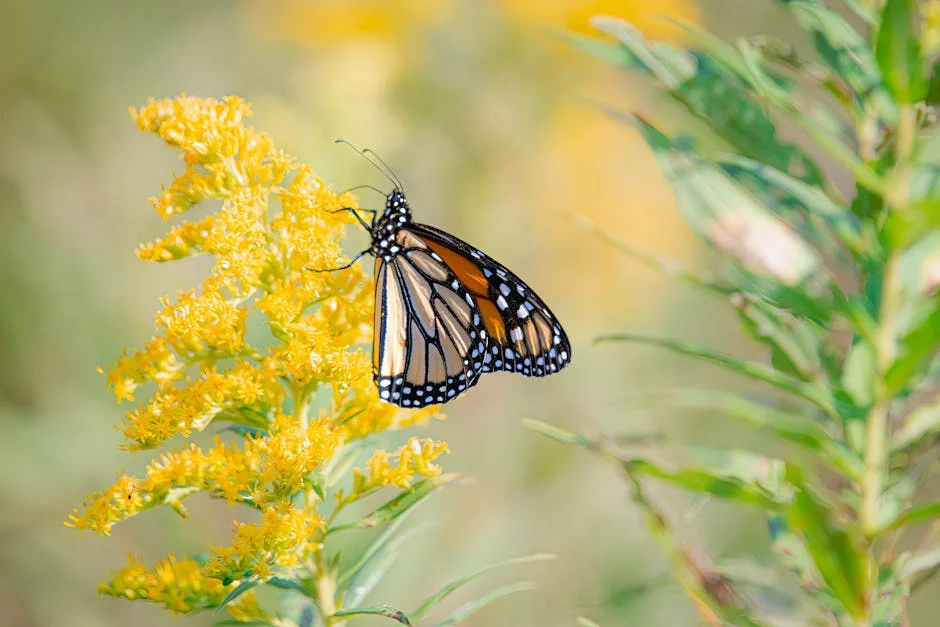 A monarch butterfly perched on yellow goldenrod flowers in a sunny garden setting.