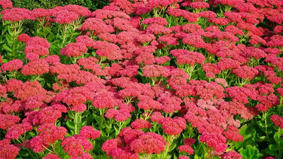 A lush display of vibrant pink Sedum flowers in full bloom in an outdoor garden.
