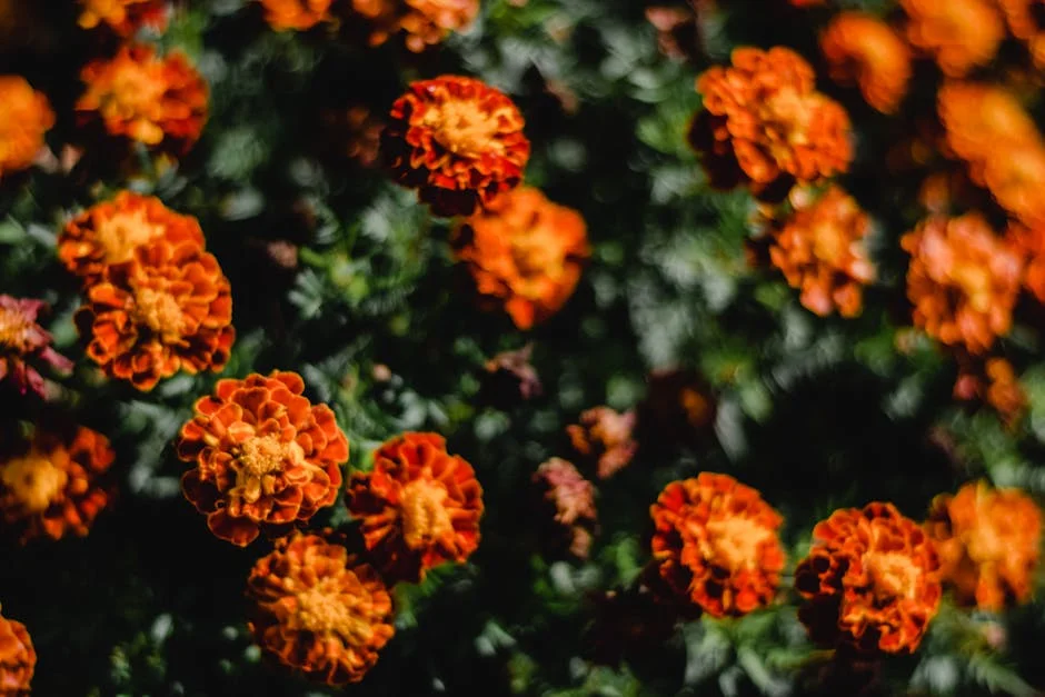 Close-up of vibrant marigold flowers in a garden setting. Perfect for fall-themed projects.