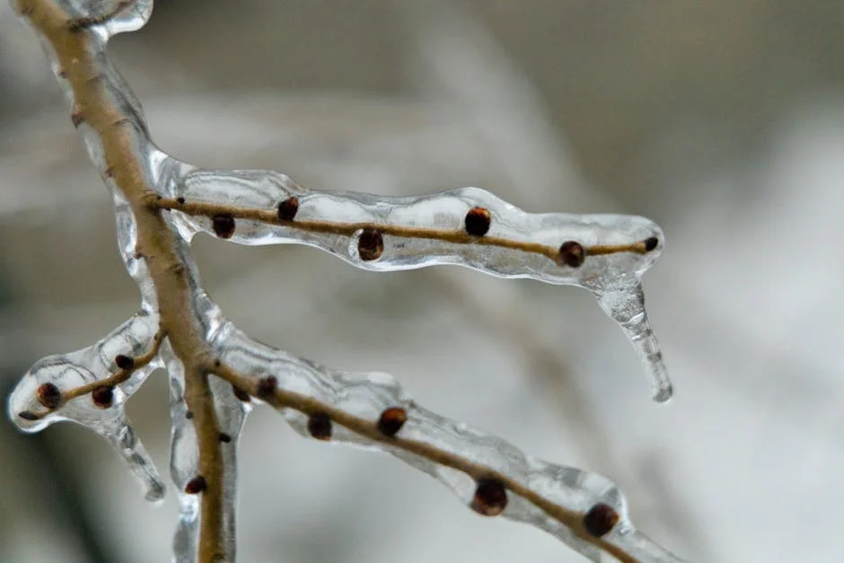 Close-up of ice-covered branches in Montreal, capturing the serene beauty of winter.