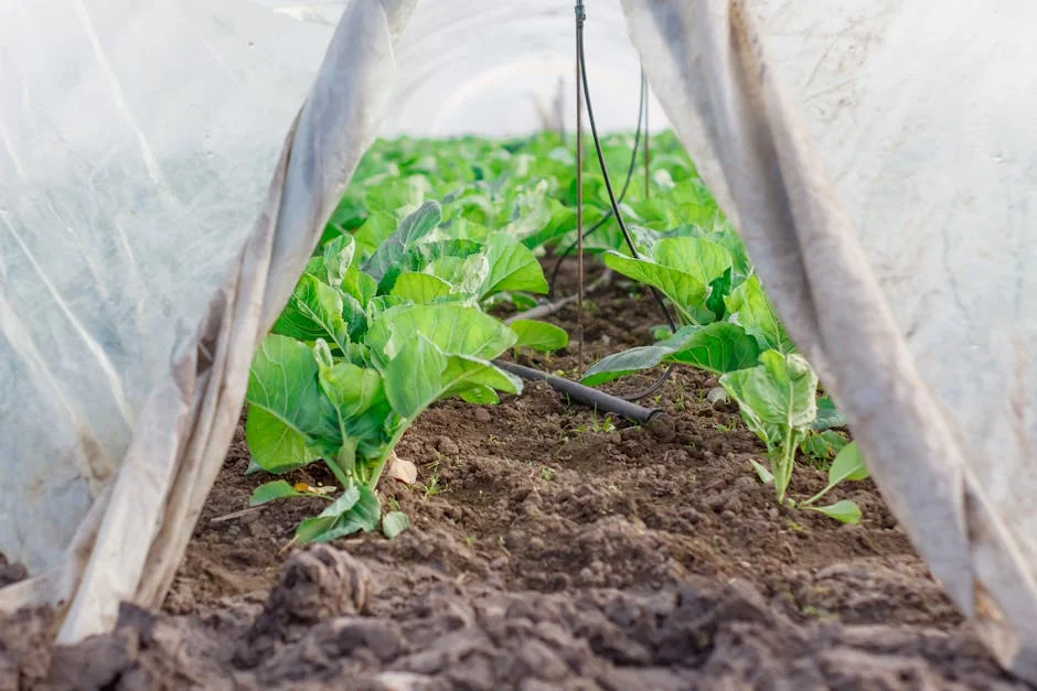Close-up view of fresh vegetables inside a greenhouse, under a protective plastic tunnel.
