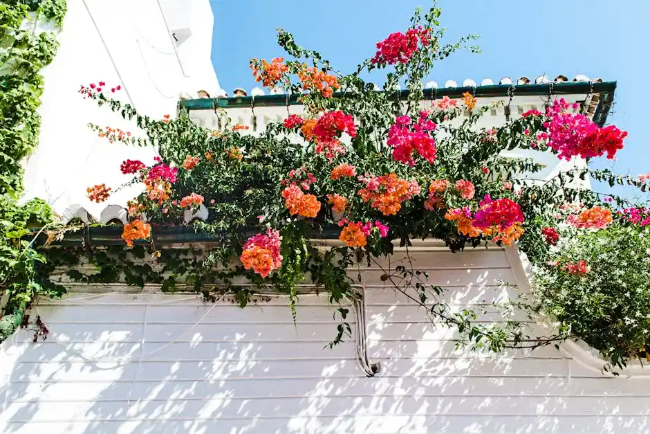 Vivid bougainvillea blooms adorn a whitewashed wall under a bright blue sky in Córdoba, Spain.