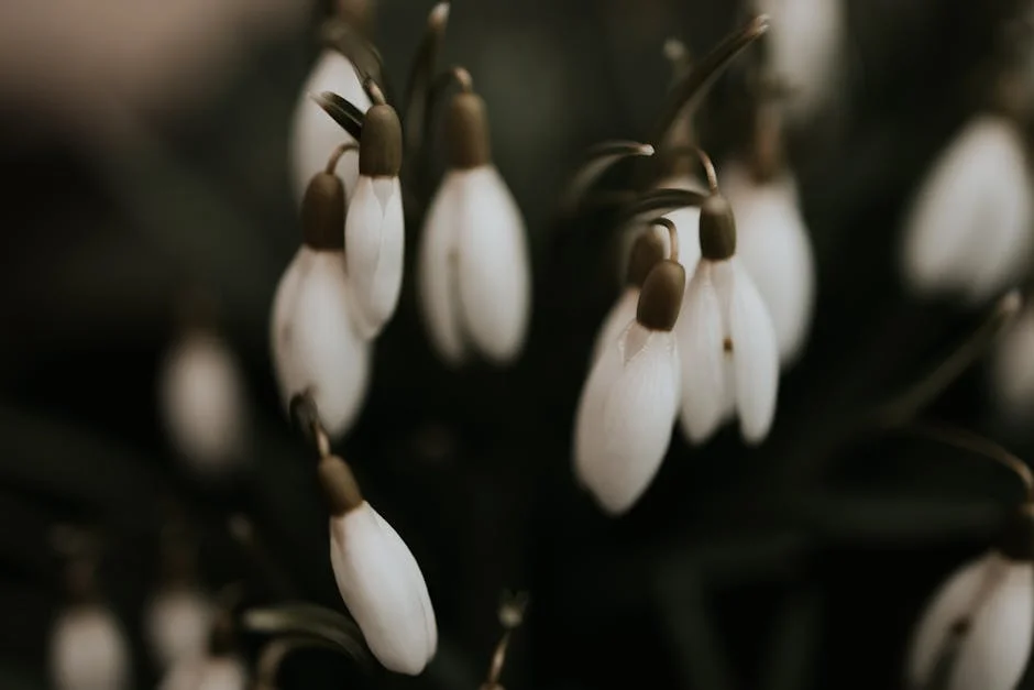 Close-up of delicate snowdrops with a blurred background, showcasing their serene elegance.