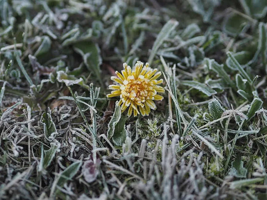 A yellow dandelion flower covered in frost on a cold winter morning in close-up.