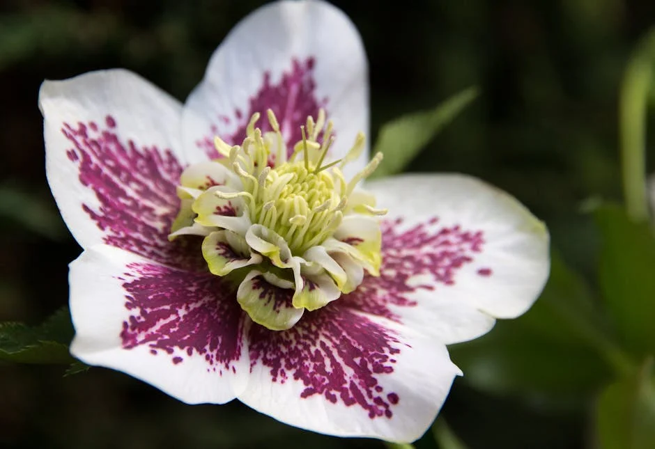 Detailed close-up of a vibrant hellebore flower showcasing its unique petals and colors.