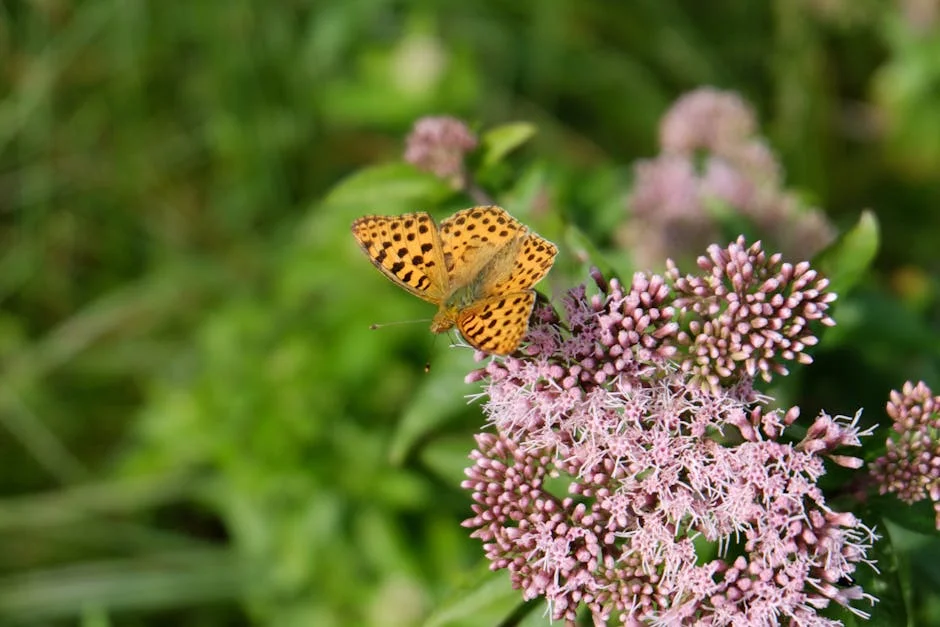 Close-up of a butterfly on pink flowers in a vibrant summer garden.