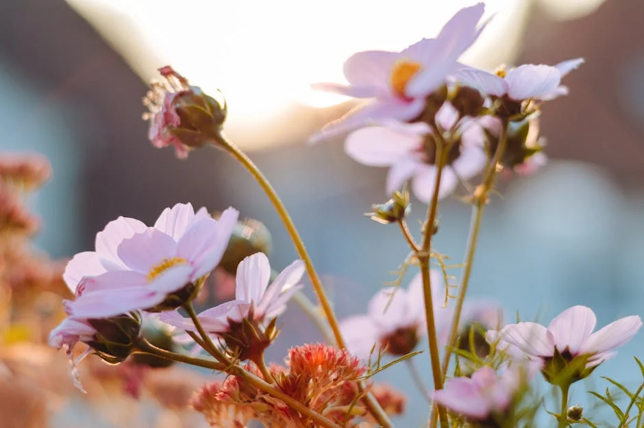 Close-up of delicate pink Cosmos flowers with blurred background, capturing a serene summer moment.
