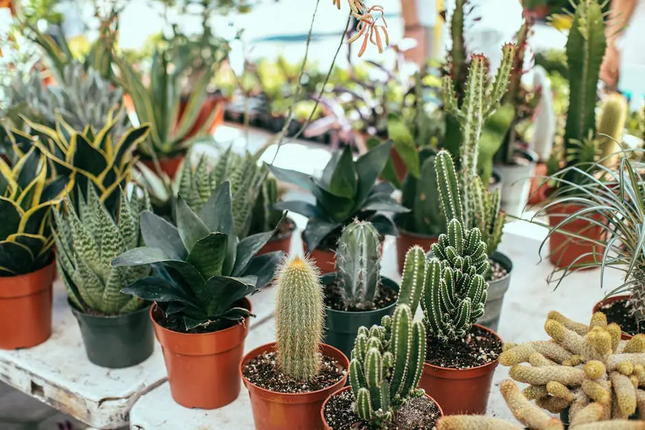 A collection of diverse potted cacti and succulents arranged on an outdoor table.